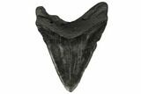 Massive, Fossil Megalodon Tooth - Foot Shark! #186036-1